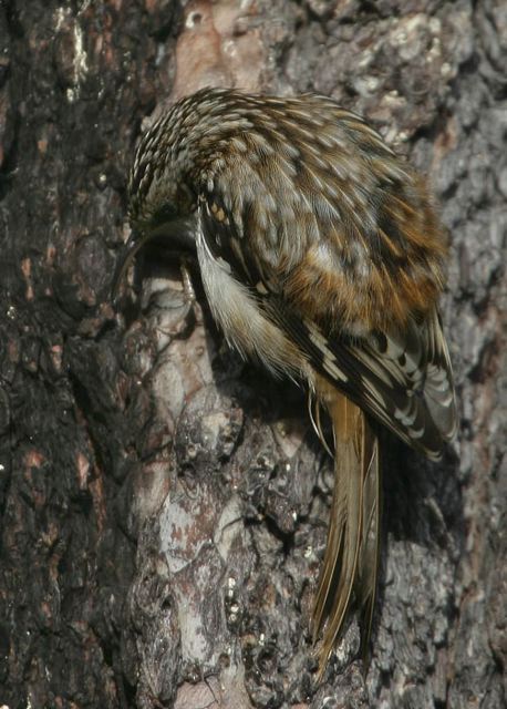 brown_creeper970.jpg