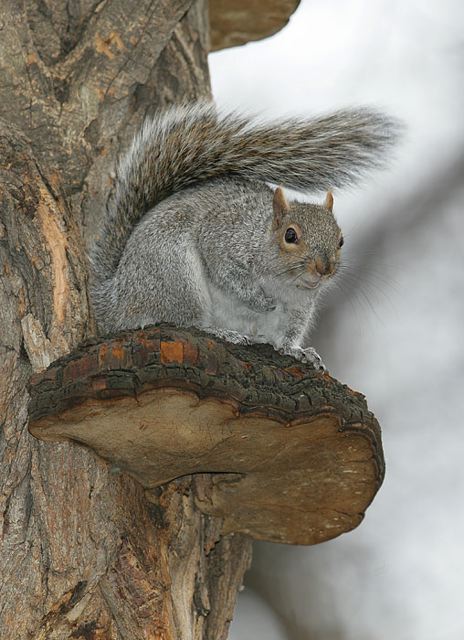 gray_squirrel180.jpg