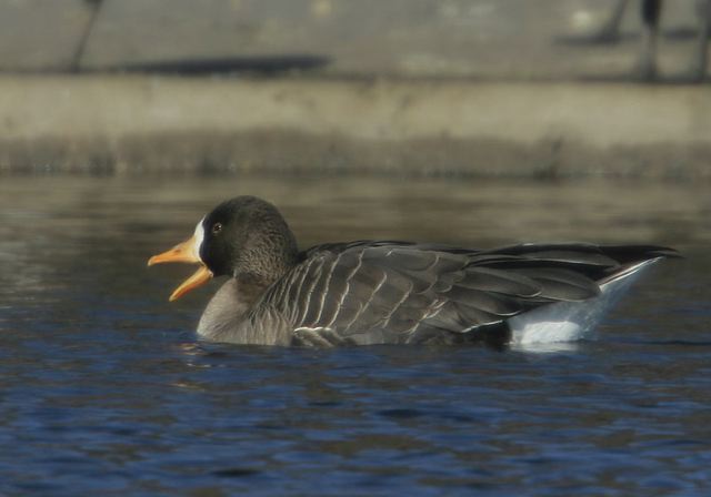 greater_white-fronted_31025.jpg