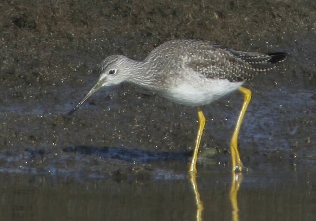 greater_yellowlegs941.jpg