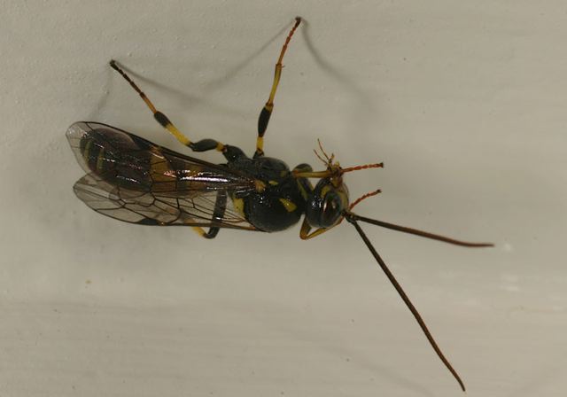 ichneumon_wasp_sp195.jpg