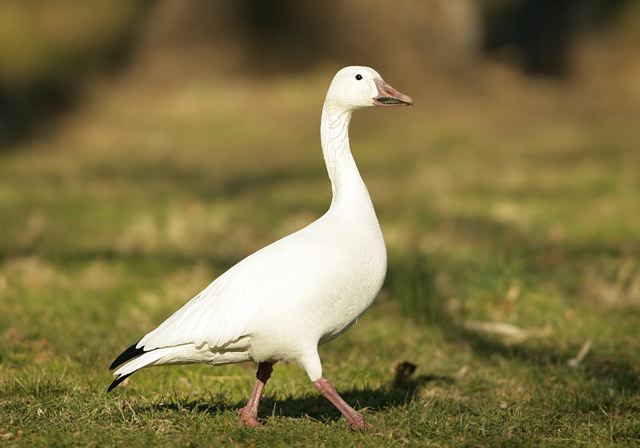 snow_goose288.jpg