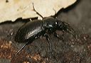 carabus_nemoralis028