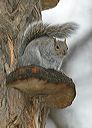 gray_squirrel180