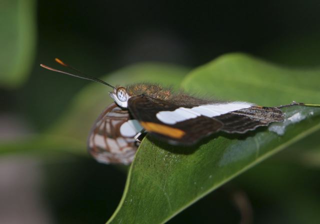 adelpha_iphicleola7281.jpg