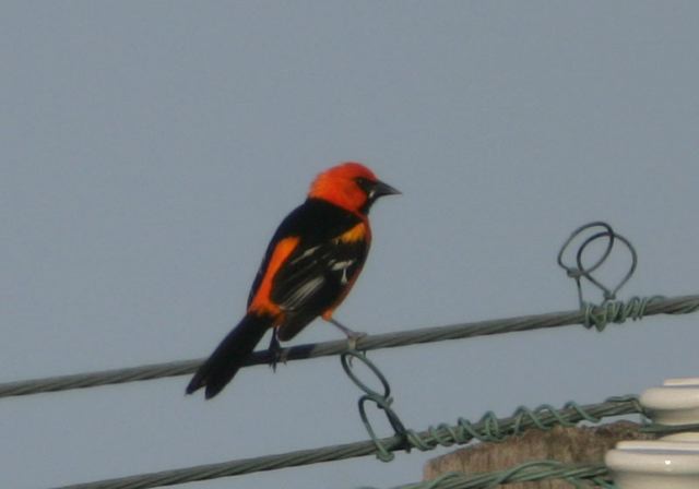 altamira_oriole6615.jpg