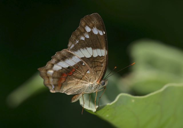 anartia_fatima6659.jpg