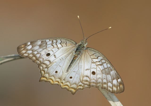 anartia_jatrophae7197.jpg