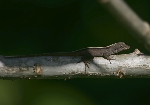 anole_lizard_6642.jpg