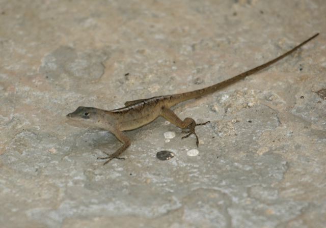 anole_lizard_6646.jpg