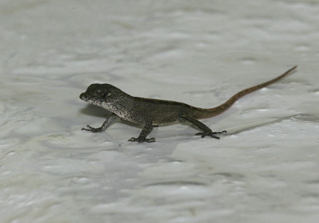 anole_lizard_6671.jpg