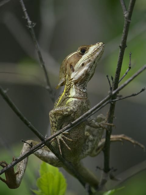 basiliscus_vittatus7243.jpg