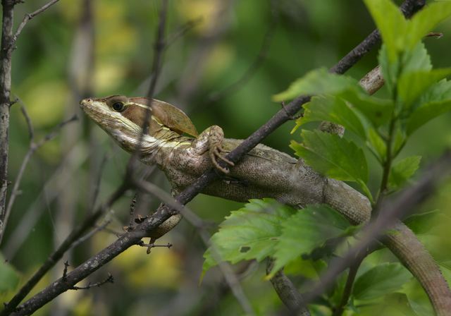 basiliscus_vittatus7250.jpg