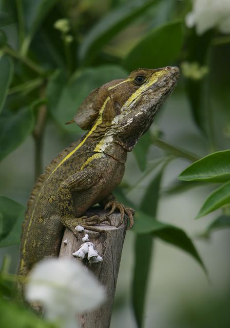 basiliscus_vittatus7297.jpg