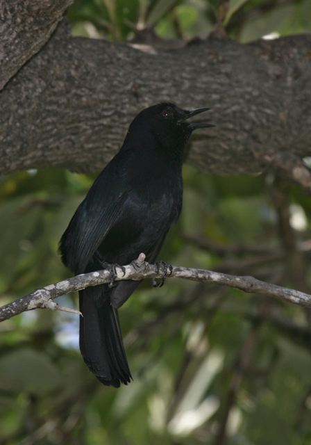 black_catbird7039.jpg