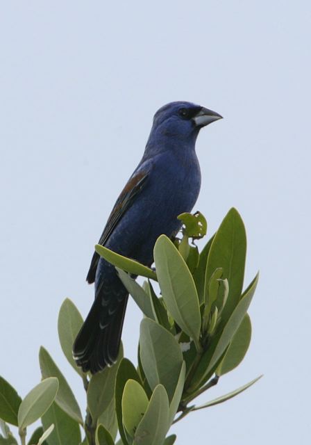 blue_grosbeak6548.jpg