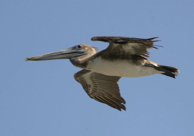 brown_pelican_7448.jpg