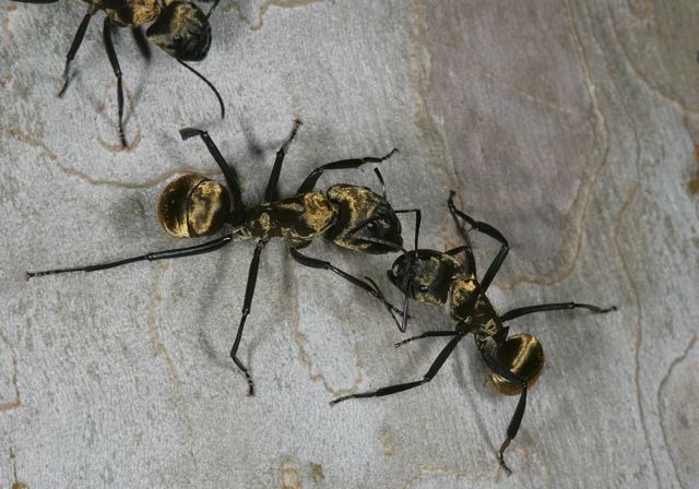 camponotus_sericeiven_4df18.jpg