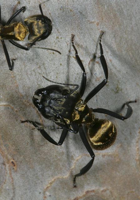 camponotus_sericeiven_4df19.jpg