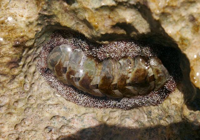 chiton5428.jpg