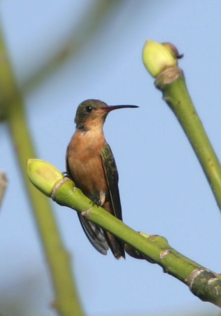 cinnamon_hummingbird_6897.jpg