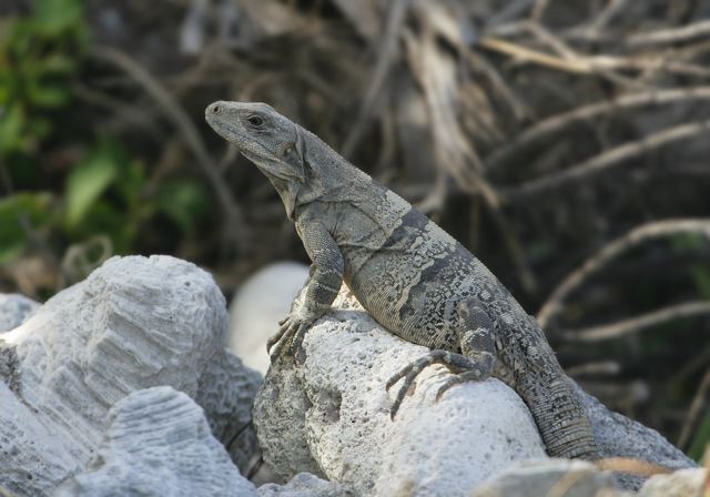 ctenosaura_similis7456.jpg