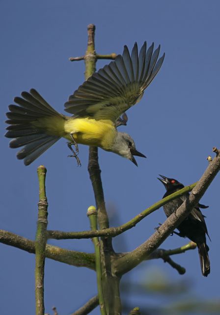 flycatcher_and_cowbird6627.jpg