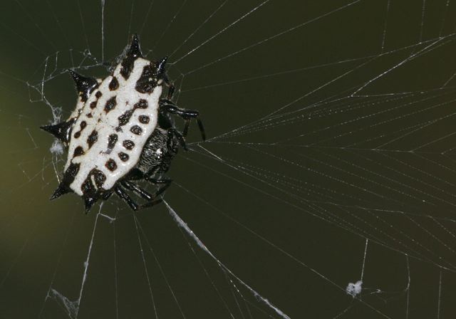 gasteracantha_cancrif_4df81.jpg