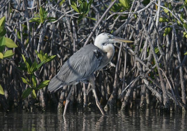 great_blue_heron6975.jpg