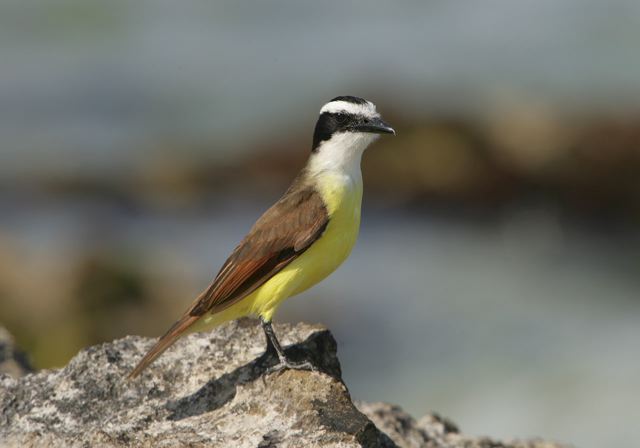 great_kiskadee6949.jpg