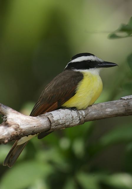 great_kiskadee7217.jpg