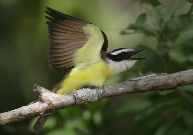 great_kiskadee7219.jpg