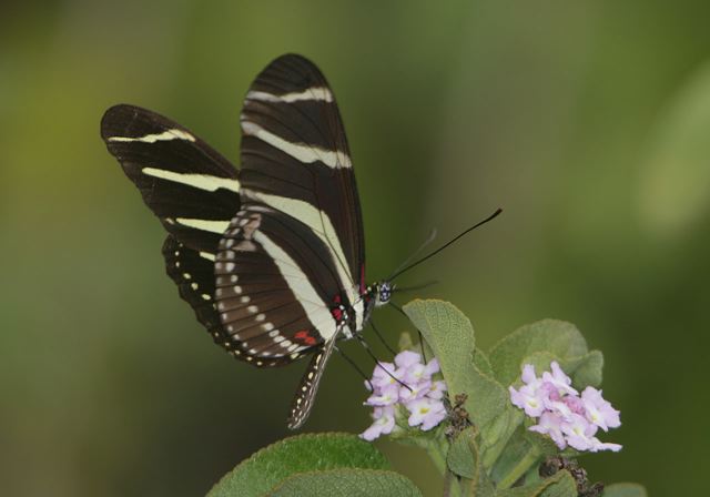 heliconius_charithonia7273.jpg