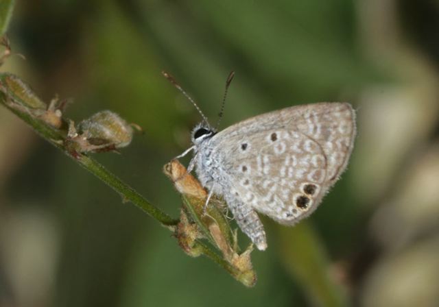 hemiargus_ceraunus6666.jpg