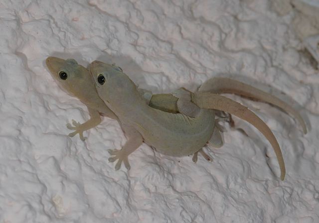 hemidactylus_frenatus7338.jpg