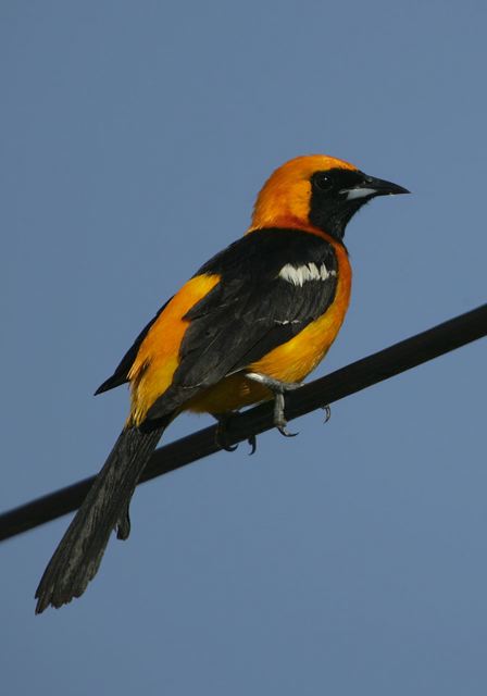 hooded_oriole6737.jpg