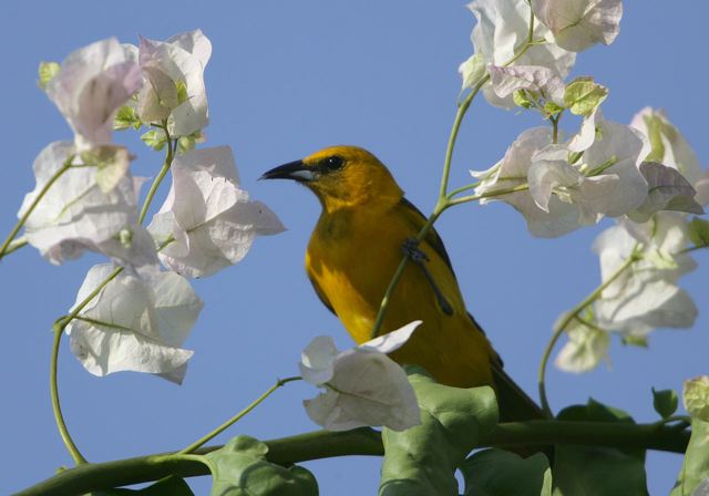 hooded_oriole6777.jpg