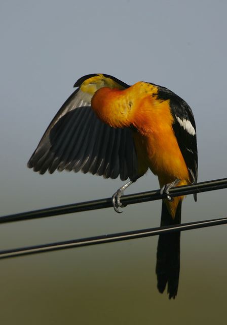 hooded_oriole6853.jpg