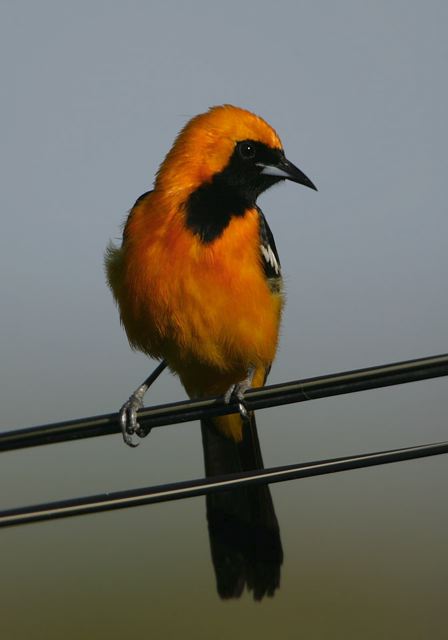 hooded_oriole6859.jpg