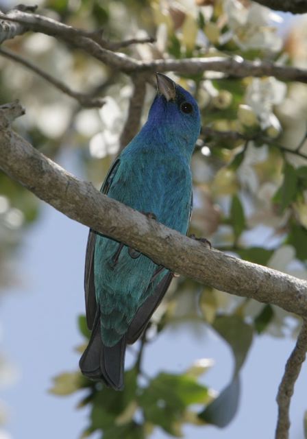 indigo_bunting7410.jpg