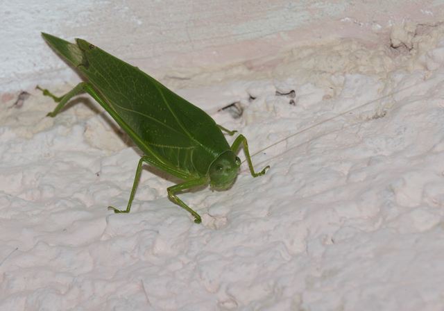 katydid6673.jpg