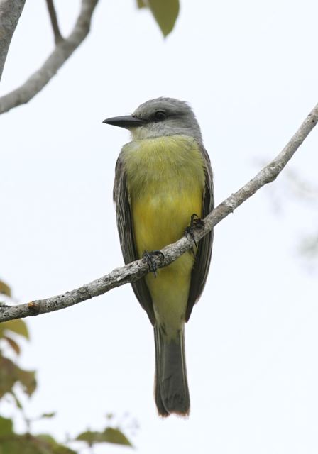 kingbird_sp6422.jpg