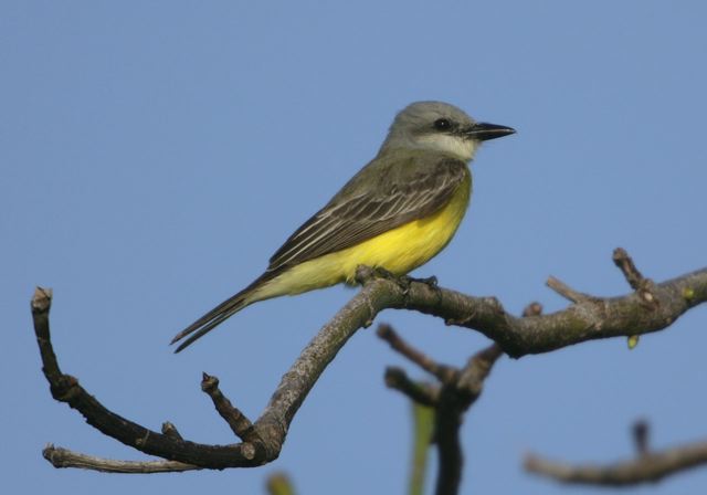 kingbird_sp6607.jpg