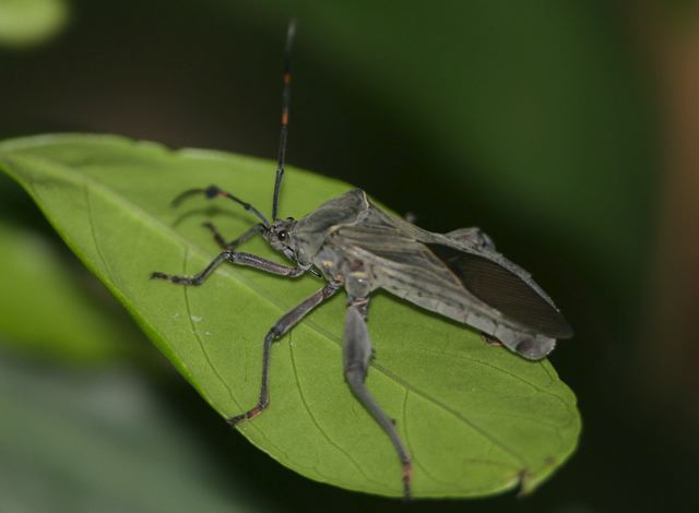 leaffooted_bug7369.jpg