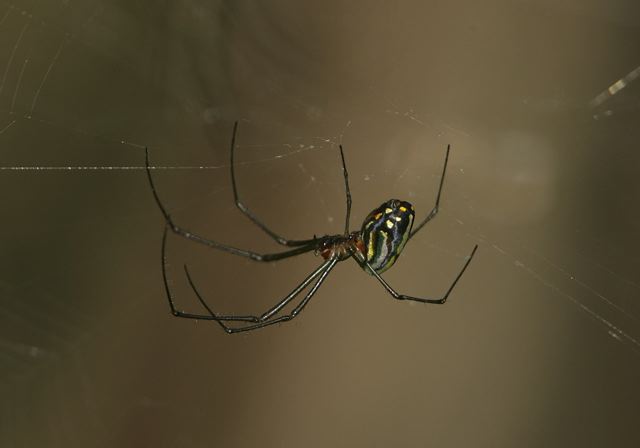 leucauge_venusta7260.jpg