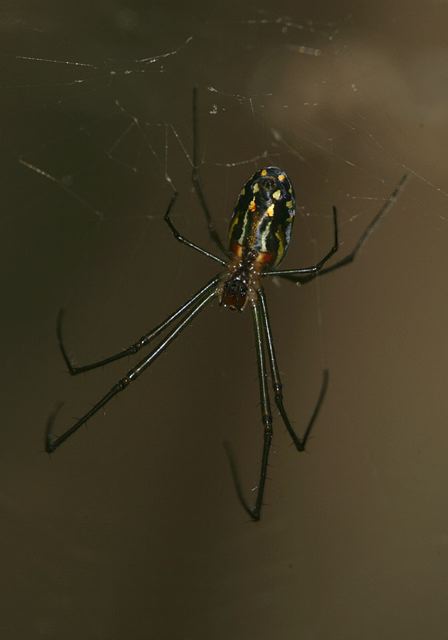 leucauge_venusta7265.jpg