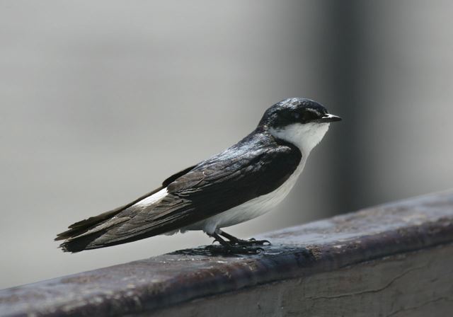 mangrove_swallow7016.jpg