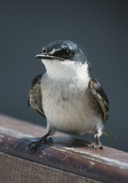 mangrove_swallow7025.jpg