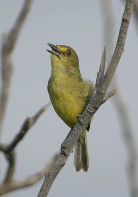 mangrove_vireo7140.jpg