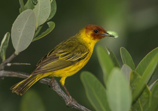 mangrove_warbler6527.jpg